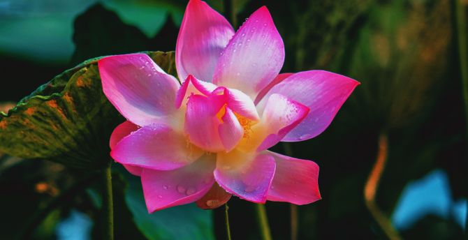 Adorable, flower, pink, lotus wallpaper