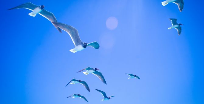 Gulls, seagulls, flight, sky, sunlight wallpaper