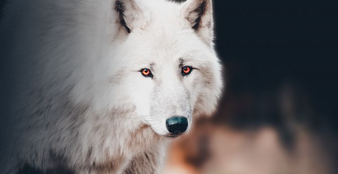 The white wolf, portrait wallpaper