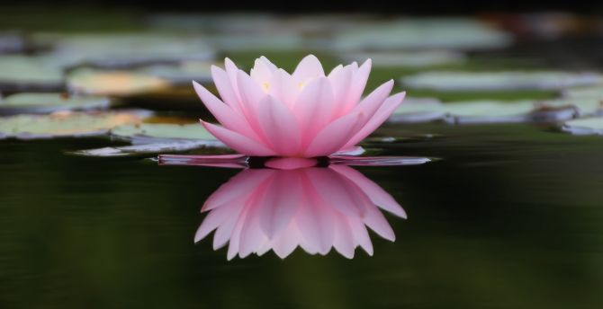 Lake, flower, pink water lily, reflections wallpaper