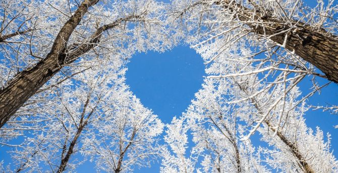 Trees, heart, winter, nature wallpaper