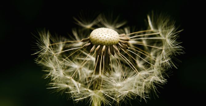 Dandelion, fluff and seed, close up wallpaper
