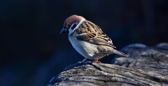 Close up, small bird, sparrow wallpaper