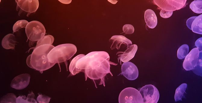 Jellyfishes, underwater wallpaper