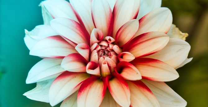 Dahlia, beauty of flower, close up wallpaper