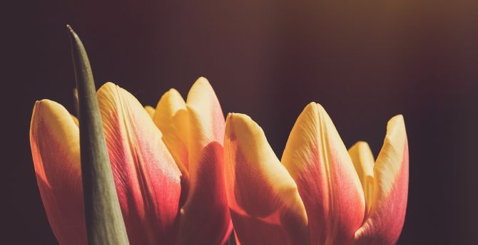 Buds, orange-yellow tulip, flowers wallpaper