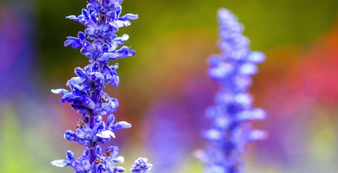 Blur, flora, flowers, purple, meadow wallpaper