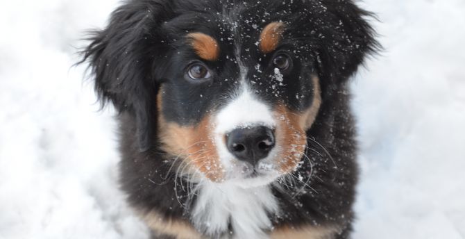 Bernese mountain dog, puppy, muzzle wallpaper