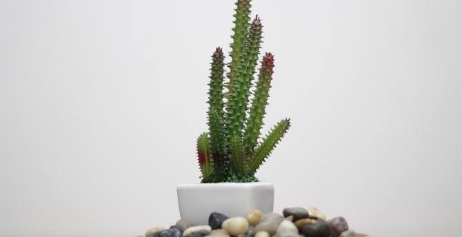 Cactus, plants, rocks wallpaper