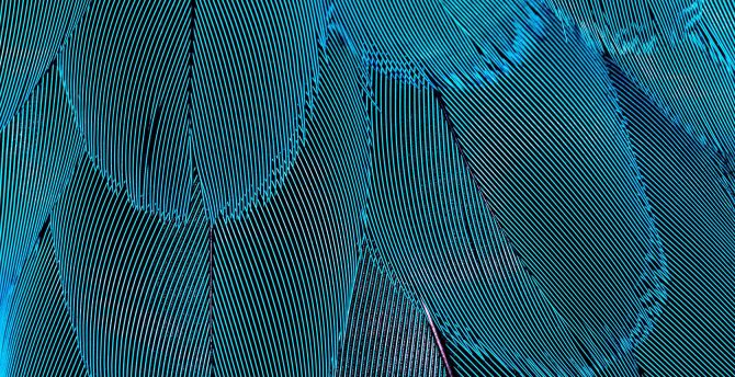 Plumage, blue feathers, close up wallpaper