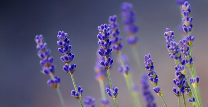 Lavender Flower Wallpaper 70 pictures