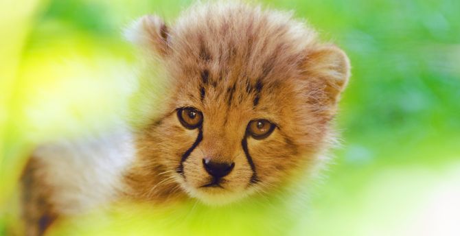 Cheetah, predator, cute cub, muzzle wallpaper