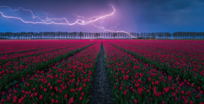 Tulip field, lightning, storm, nature wallpaper