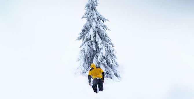 Winter, mountaineer, tree, nature wallpaper