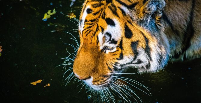 Predator, tiger, drinking water, muzzle wallpaper
