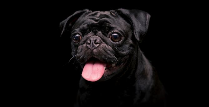 Black cute dog, animal wallpaper