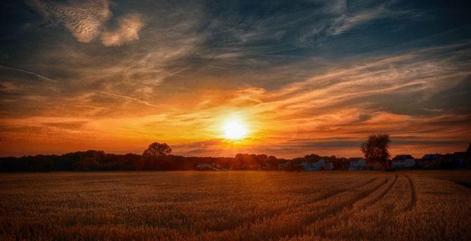 Sunset, wheat farm, golden, landscape, nature wallpaper