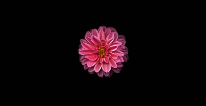 Wallpaper pink dahlia, minimal and dark desktop wallpaper, hd image ...