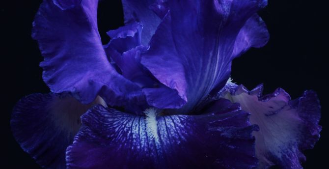 Blooming flowers, blue, close up wallpaper