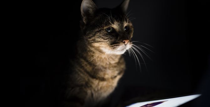 Curious cat, pet animal, feline, portrait wallpaper