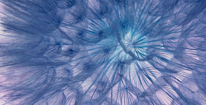 Flower, threads, close-up, dandelion wallpaper