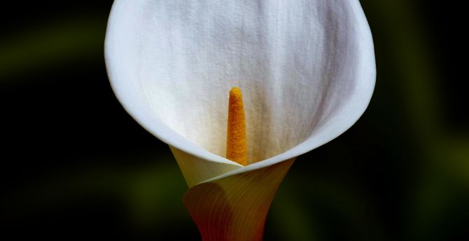 White flower, close up, Irises wallpaper