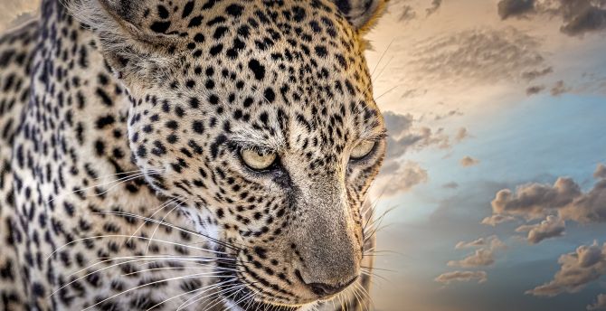 Leopard, animal, predator, spots wallpaper
