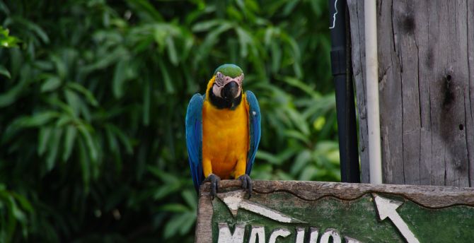 Blue macaw, colorful, tropical, bird wallpaper