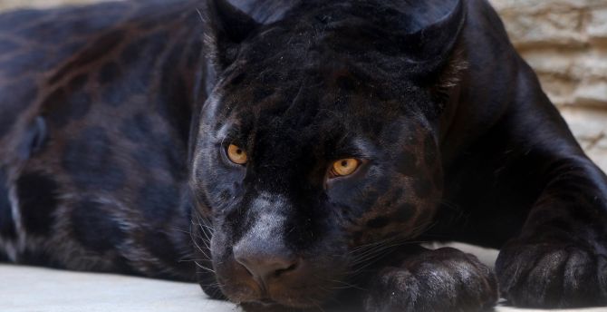 Black Panther, predator, relaxed wallpaper