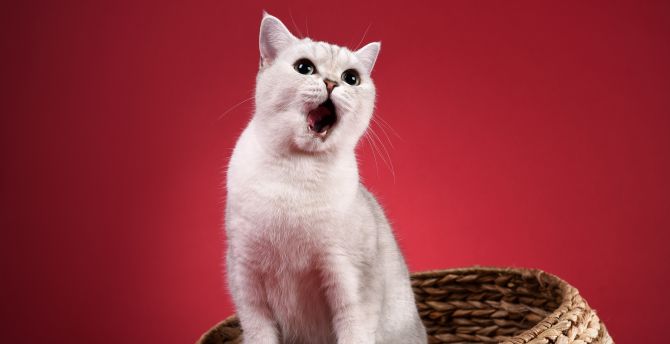 Yawn, white animal, pet, cat wallpaper