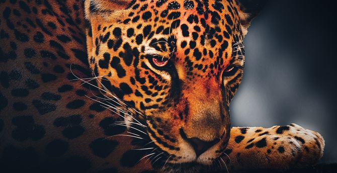 Leopard, animal, relaxed, portrait wallpaper
