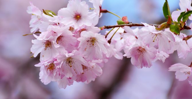 Cherry blossoms, flowers, blur, tree branches wallpaper
