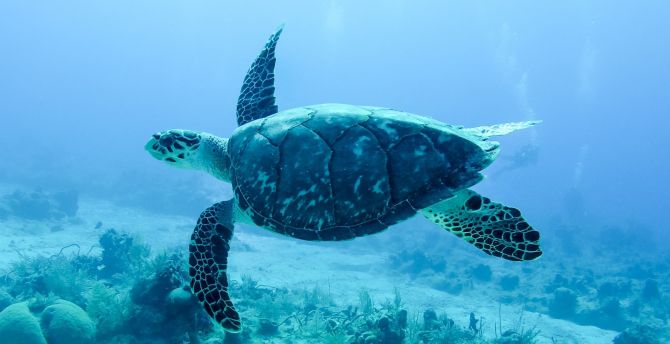 Underwater, animal, turtle wallpaper