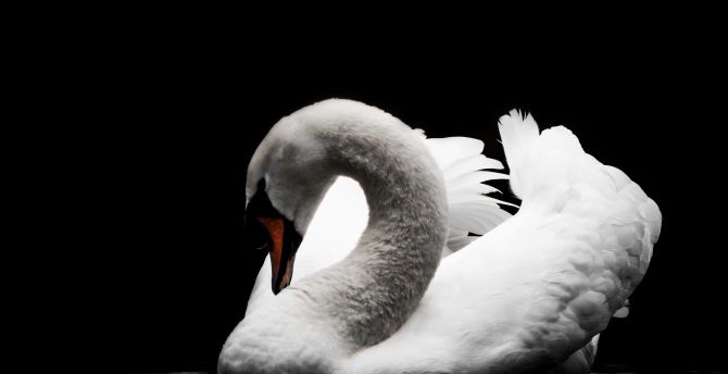 Swan, calm, bird, portrait, white wallpaper
