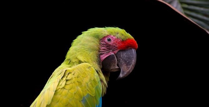Parrot, adorable, bird, close up wallpaper