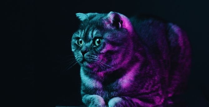 Fat cat, neon glow, animal wallpaper