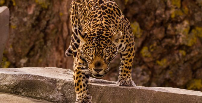 Jaguar, predator, wild wallpaper