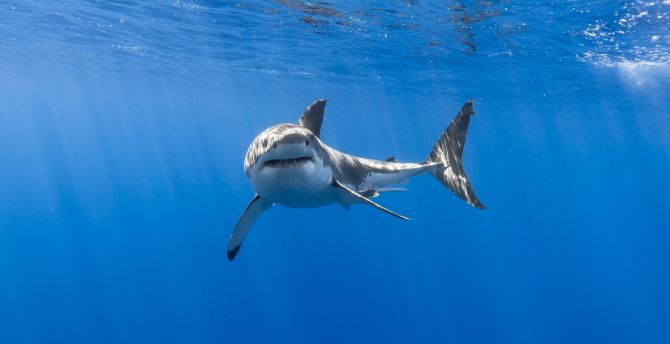 Great, white shark, fish, underwater wallpaper