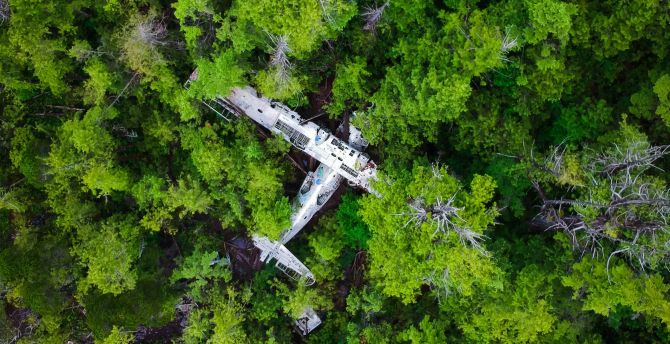 Forest, green trees, wreck, aircraft wallpaper