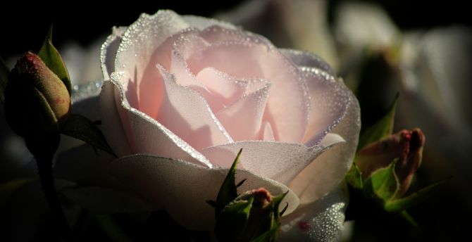 Light pink rose, water drops, close up wallpaper