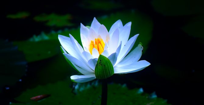 White, pond, flower, water lily, bloom wallpaper