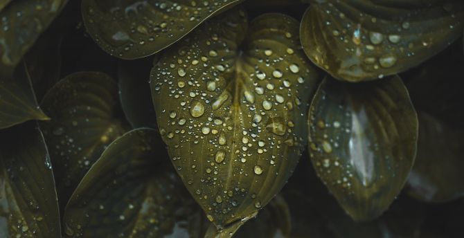 Plants, droplets on leaves, macro wallpaper