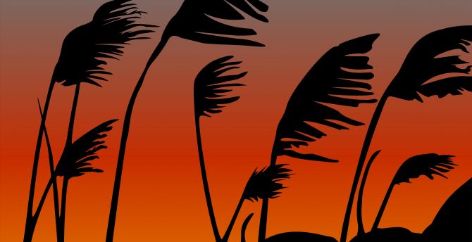 Sunset, silhouette, sky, plants, digital art wallpaper