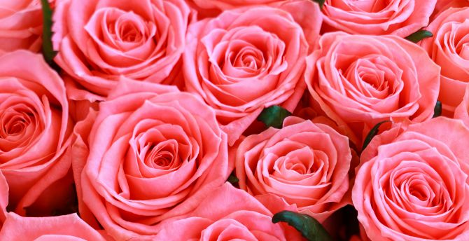 Fresh pink roses, flowers wallpaper