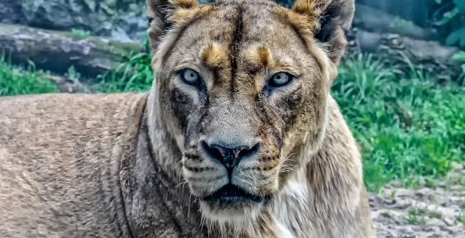 Lioness, predator, animal wallpaper