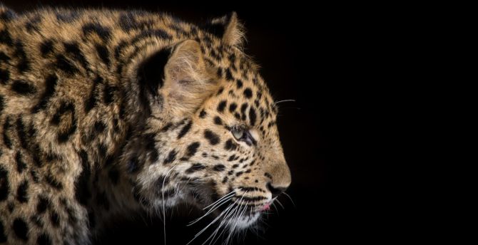 Snow leopard, predator, wild cat, animal wallpaper