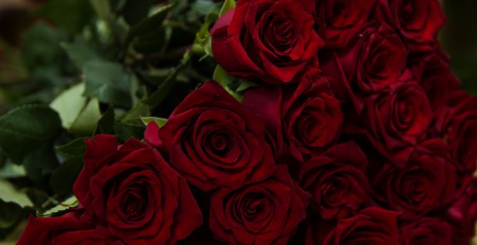 Beautiful, flowers, red roses wallpaper