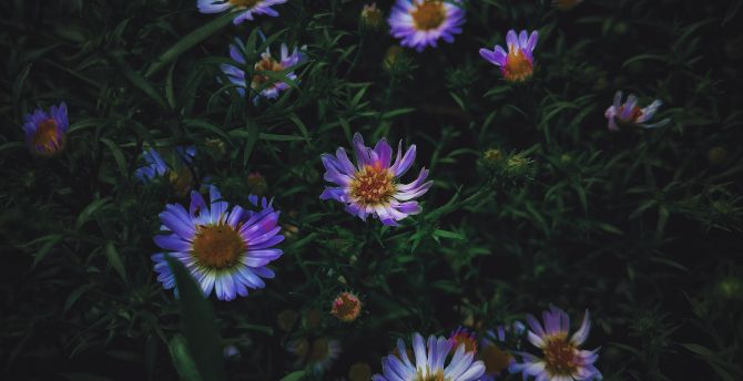 Plants, green, violet flowers wallpaper