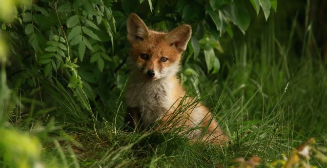 Baby fox, cute, predator wallpaper