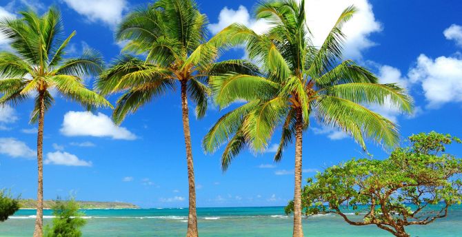 Sunny day, tropical beach, tree, palms wallpaper